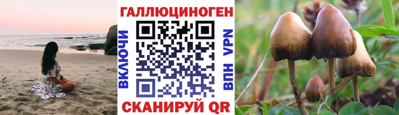 где можно купить   Михайловск  кракен   Псилоцибиновые грибы Psilocybe 