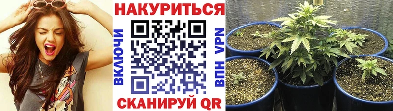 купить наркоту  Михайловск  MEGA ONION  Марихуана Amnesia 